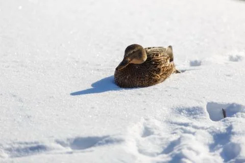 Duck in the snow 스톡 사진