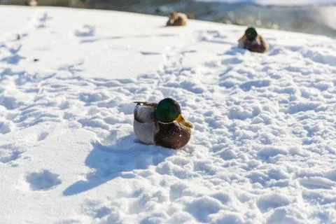 Duck in the snow 스톡 사진
