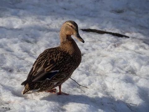 Duck in the snow Stock Photos