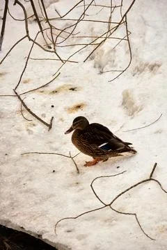Duck on snow Stock Photos