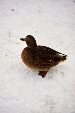 Duck in snow Foto stock