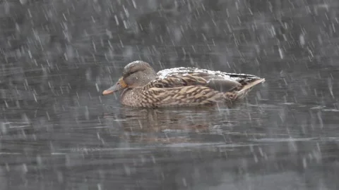 Duck in snowfall on water surface 스톡 동영상 306291117