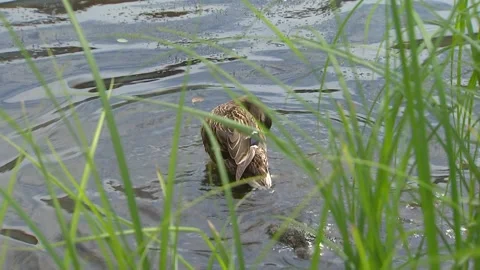 Duck splashes in water Video stock 91831191