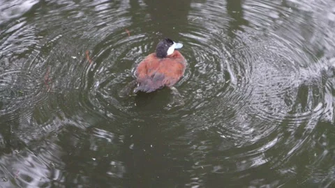 Duck Splashing Stock Footage 222660518