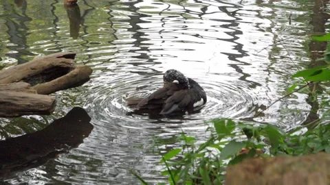 Duck Splashing Slow Motion - St. Louis Zoo Stock Footage 222660786