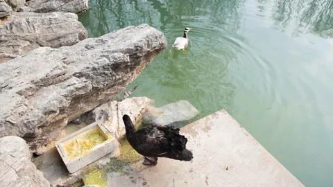 Duck spotted goose driven away by black swan and driven into the water Stock Footage 239935676