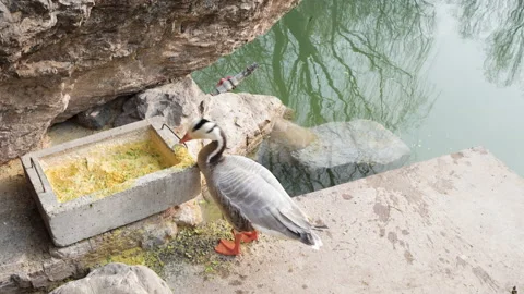 Duck spotted goose driven away by black swan and driven into the water Stock Footage 239938128