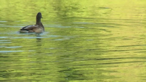 Duck spreading wings and shaking Stock Footage 73664771