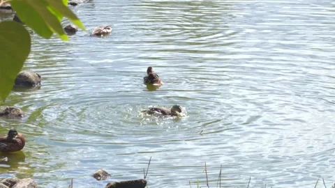 Duck spreads its wings and splashes in a pond among other ducks on a sunny da Stock Footage 337883363