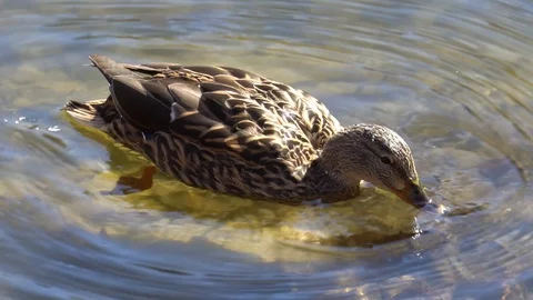 Duck on the spring lake Stock Footage 104567825