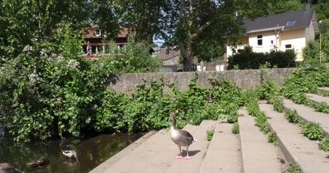 Duck on the stairs. Stock Footage 273131095