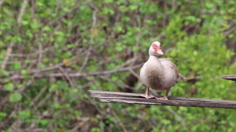 Duck stand alone. Stock Footage 64091124
