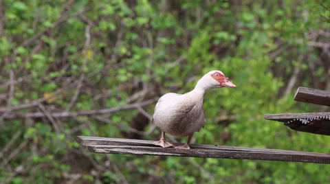 Duck stand alone. Stock Footage 64091208