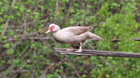 Duck stand alone. Stock Footage 64091226