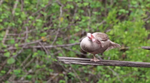 Duck stand alone. Stock Footage 64091232