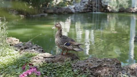 Duck stand next to a pond or lake . Park river landscape. Stock Footage 90653880