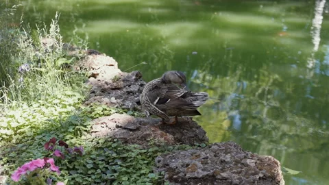 Duck stand next to a pond or lake . Park river landscape. Video stock 90653897