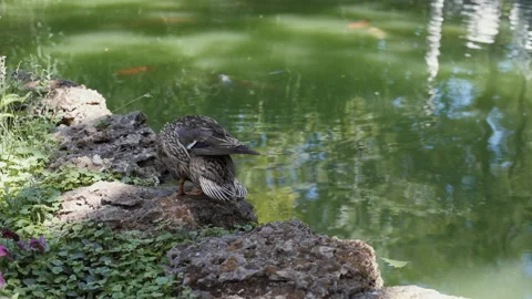 Duck stand next to a pond or lake . Park river landscape. Video stock 90654054