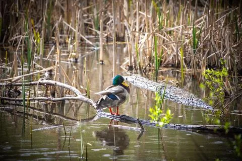 Duck standing on a branch Fotos Stock