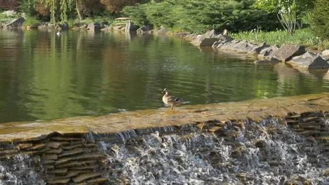 A duck is standing on the edge of a waterfall. Beautiful green nature Stock Footage 129653120