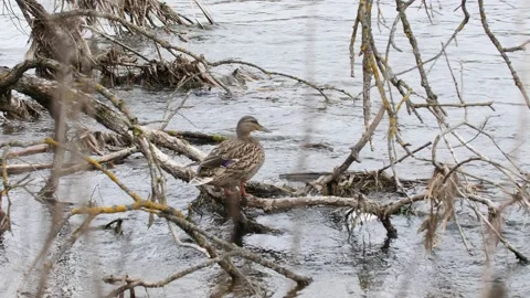 Duck standing on a fallen tree branch in a river. Stock Footage 136741514