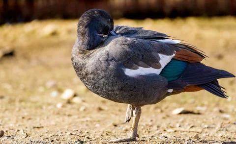 A duck standing fixing its feathers Stock Photos