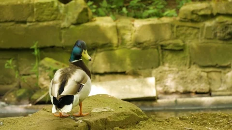 Duck standing 库存影片 92686557