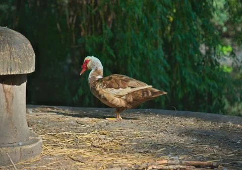Duck standing in front of trees Stock Photos