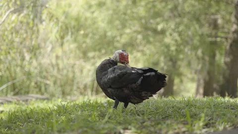 Duck standing on the grass 120fps Stock Footage 220445986