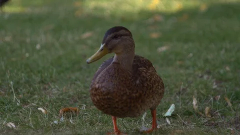 Duck standing in grass Stock Footage 106298595
