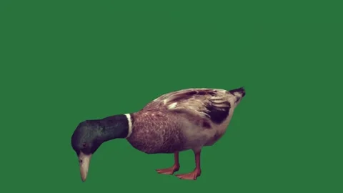A duck standing on green screen and top of in front is animated chromakey Video stock 335122316