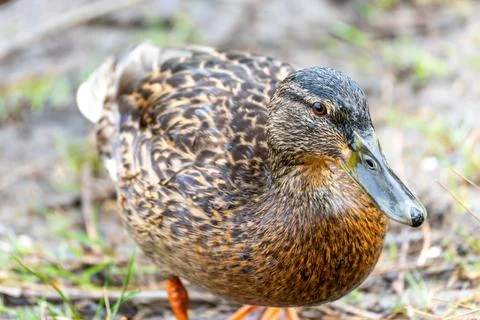 A duck is standing on the ground Stock Photos