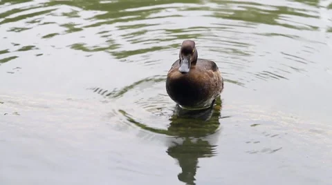 Duck standing on a log in a pond. Video stock 63983686