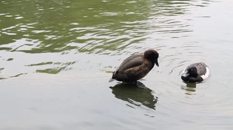 Duck standing on a log in a pond. Video stock 63983754
