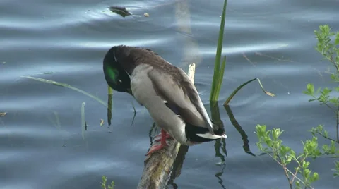 A duck standing on a log in a river preening it’s self. Stock-Footage 37137399