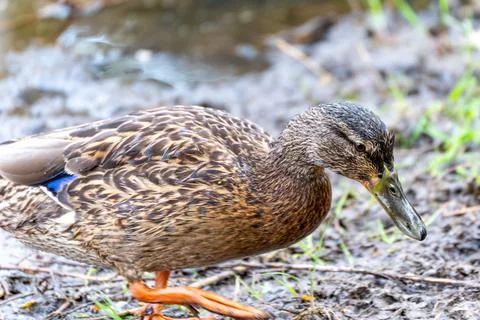 A duck is standing in the mud Stock Photos