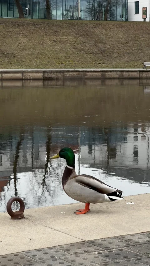 Duck standing by the Neris River with reflections of buildings in Vilnius Stock Footage 306959756