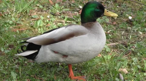 Duck standing on one leg Stock Footage 49075745