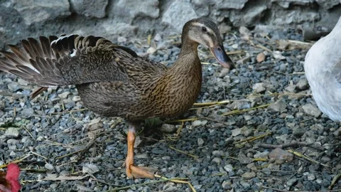 Duck standing on one leg Stock Footage 249878440