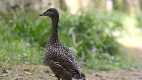 A duck standing on the park Vídeos de archivo 247148801