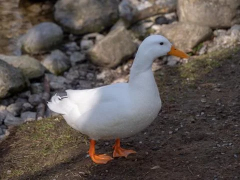 Duck is standing Stock Photos