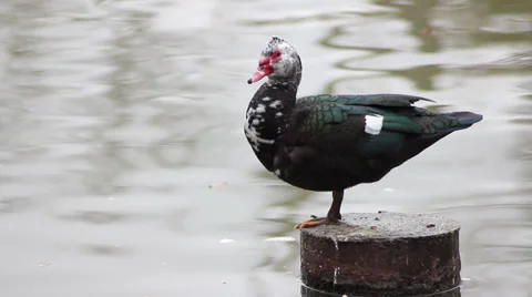 Duck standing on a post Stock Footage 35345904