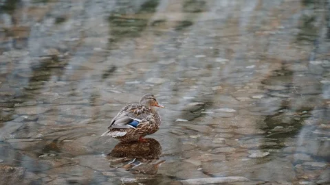 Duck is standing in a puddle, cleaning its wing and feathers. Drake duck in lake Stock Footage 120437530
