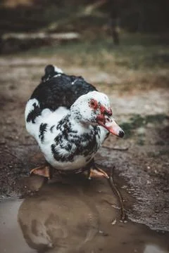 A duck standing in a puddle Stock Photos