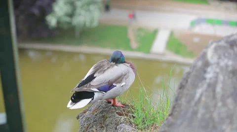 Duck Standing on Rock Stock Footage 59150616