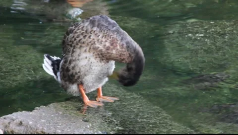 A duck standing in shallow water. Stock-Footage 8512275