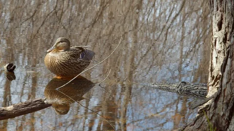 Duck standing in shallow water looking around, 4k60p Stock Footage 128793883
