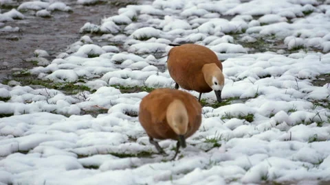 A duck is standing in the snow with its head up Stock Footage 321600762