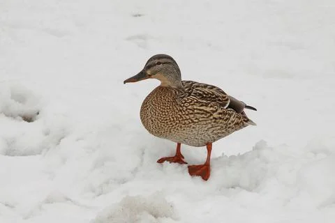 A duck is standing on a snowy surface Stock Photos