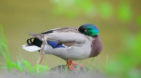 Duck Standing Still Stock Footage 59970844